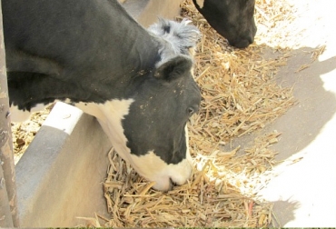 Los maiceros empezarán a producir ensilajes que serán destinados a la producción bovina. Foto: CONtexto ganadero. Fenalce, maíz blanco, maíz amarillo, silo de maíz, ensilaje de maíz, producción de silos, silos colombia, ganadería colombia, noticias ganaderas colombia, Henry Vanegas Angarita, CONtexto ganadero