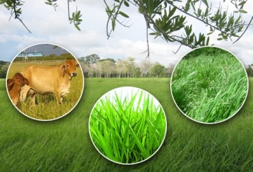 El ganadero debe pensar como agricultor y desarrollar todas las prácticas agronómicas necesarias para el apropiado establecimiento de las pasturas. Foto: CONtexto ganadero Forrajes, ecofisiología de las pasturas, los pastos como cultivos, interacciones bióticas de las pasturas, CONtexto ganadero, ganadería Colombia, Noticias ganaderas Colombia