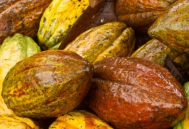 Lucero es la encargada de caracterizar más de 400 variedades que se encuentran en el Banco de Germoplasma de cacao que se conserva en Rionegro, Santander. Foto: Corpoica. catar cacao, lucero rodríguez silva, Centro de Investigación La Suiza de Corpoica, Catar cacao es cuestión de actitud y aptitud, cacao, Edna Moreno Martínez, líder del panel de cata de cacao de la Federación Nacional de Cacaoteros, fedecacao, en San Vicente de Chucurí, Universidad Nacional Abierta y a Distancia, UNAD, Universidad Industrial de Santander, UIS, tostión, medidor de humedad, guillotina, calidad, nips, descascarillador, chocolate de mesa, azucar, escupidera, catador, El camino a la cata, CONtext