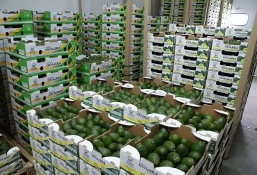 El fruto sigue siendo una de las principales opciones comerciales para el agro colombiano. Foto: Gobernación del Quindío. aguacate, aguacate hass, aguacate hass colombia, aguacate hass quindío, agro exporta, alianza agro exporta, Gobernación del Quindío, noticias quindío, ganadería colombia, noticias ganaderas colombia, CONtexto ganadero