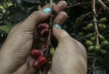 Café, Colombia, Café de Colombia, Federación Nacional de Cafeteros, retos de la caficultura colombiana para el 2018, rentabilidad del productor cafetero, retroceso en la producción cafetera en 2018, noticias ganadera, Ganadería colombiana, CONtexto ganadero