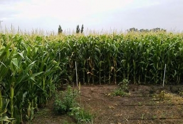 enmiendas, enmiendas agrícolas, minerales, uso de los minerales, agrominerales, beneficios de las enmiendas agrícolas, tipos de enmiendas agrícolas, Ganadería, ganadería colombia, noticias ganaderas colombia, CONtexto ganadero