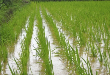 Arroz, variedades de arroz, cultivos de arroz, arroz resistente a enfermedades, arroz tolerante a la sequía, universidad de copenhague, universidad de australia occidental, universidad de nagoya, Ganadería, noticias ganaderas, noticias ganaderas colombia, CONtexto ganadero