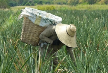 Colinos de piña en en el Centro de Investigación Palmira de Corpoica. Foto: Corpoica semillas de piña MD2, piña oro miel, Corpoica, colino de piña, CONtexto ganadero, ganadería Colombia, Noticias ganaderas Colombia
