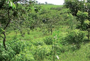 La veranera, una planta adaptada a la baja fertilidad y la sequía estacional, puede ser un recurso vital para restaurar la vida y algunas propiedades físicas de los suelos y para superar el cuello de botella de los meses más secos del año. Foto CIPAV Veranera, Cratylia argéntea, rehabilitación de suelos ácidos degradados, CIPAV, Corpoica, CONtexto ganadero, ganadería Colombia, Noticias ganaderas Colombia