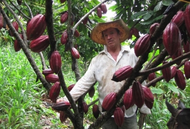 Cacao. Ramón Valbuena afirma que el 80 % de los suelos ganaderos del país tienen problemas de acidez, debido que al estar en una zona tropical donde llueve mucho, el agua se lleva las sales dejando los metales pesados. Foto unperiodico.unal.edu.co Acidez del suelo, investigación de la UN Sede Palmira sobre acidez del suelo, cal y nutrientes resuelven la acidez del suelo, CONtexto ganadero, ganadería Colombia, Noticias ganaderas Colombia