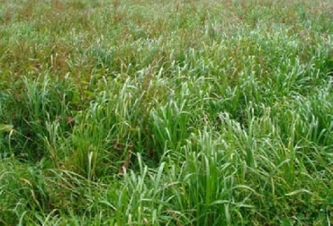 Pradera Manejada bajo la política de labranza mínima y cero aplicación de Fertilizantes Químicos y herbicidas (Municipio de pasto - Nariño).: Suelo, la salud de los suelos, ciruelos de excelencia del FNG, la experiencia de los círculos de excelencia, CONtexto ganadero, ganadería Colombia, Noticias ganaderas Colombia