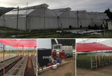 El proyecto emplea diseños de invernaderos por computador y mallas fotoselectivas de color rojo y perla para el control de plagas en cultivos. Foto: Cortesía. Asocolflores 2018, proyecto de regalías de Asocolflores, sistema general de regalías, proyecto de innovación de Asocolflores, Ceniflores, Gobernación Cundinamarca, producción de flores en Colombia, flores en Colombia, CONtexto ganadero, ganaderos Colombia, noticias ganaderas Colombia