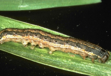 El bioinsecticida tiene una efectividad del 90 %. Foto: panorama-agro.com. ganadería, ganadería colombia, noticias ganaderas, noticias ganaderas colombia, contexto ganadero, semillas de neem, hojas de neem, Universidad Nacional sede Medellín, biorreactores, Spodoptera frugiperda, gusano que ataca los cultivos de maíz, gusano cogollero, uso de pesticidas, pesticidas en colombia, Colombia cuarto país que más pesticidas aplica por hectárea, fao, fenalce,