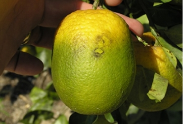 La reducción del diámetro así como la ausencia de un color uniforme en el fruto, son algunas de las características que este adquiere cuando la planta padece la enfermedad de Huanglongbing (HLB). Foto: ICA Colombia, enfermedad del HLB de los cítricos, enfermedad del HLB de los cítricos en el Atlántico, ICA, Agrosavia, Ministerio de agricultura, efectos económicos de la enfermedad del HLB de los cítricos, talleres para manejar la enfermedad del HLB de los cítricos en el Atlántico, Ganadería, ganadería Colombia, noticias ganaderas, noticias ganaderas Colombia, Contexto ganadero