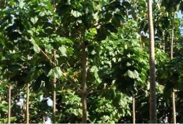 Estos árboles cumplen un rol fundamental como la captura y fijación del carbono, protección de la biodiversidad, recuperación de tierras degradadas y control de malezas. Foto: AGROSAVIA Agrosavia, arboles en peligro de extinción, arboreto, Carreto, Ceiba Tolua, Nazareno, Tambor y Macondo, Agrosavia protege especies madereras en peligro de extinción, Ganadería, ganadería colombiana, noticias ganaderas, noticias ganaderas Colombia, CONtexto ganadero