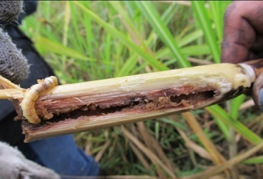 ICA recomienda a los productores realizar controles mediante la liberación de parasitoides que atacan los huevos de las larvas de la diatraea, la cual ayuda a disminuir los niveles de incidencia y aumenta los rendimientos de azucares en el cultivo. Foto: ICA Gusano Barrenador de la caña de azúcar, Barrenador del tallo, Caña panelera, control etológico, control agronómico, trampas para el manejo del control etológico y agronómico de los cultivos, controladores, corazón muerto, micro avispita, Ganadería, ganadería Colombia, noticias ganaderas, noticias ganaderas Colombia, Contexto ganadero