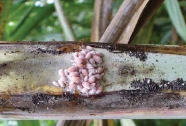 La hormiga loca transporta y protege insectos chupadores como cochinillas, áfidos, pulgones, moscas blancas y escamas, siendo estos últimos los que le hacen daño directo a la planta al extraer o chupar la savia. Foto: ICA Hormiga loca, ataque de hormiga loca a animales hombres y plantas, ICA, daños a las plantas, ICA, Ganadería, ganadería Colombia, noticias ganaderas, noticias ganaderas Colombia, Contexto ganadero