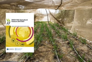 El nuevo informe Perspectivas agrícolas 2018-2027 de la OECD y la FAO ofrece previsiones de la producción agrícola y hace un seguimiento de la evolución de los productos básicos y el comercio alimentario. Foto: FAO