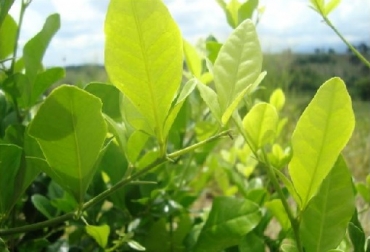 Swinglea o limoncillo (Swinglea glutinosa), planta usada como cerca viva, hospedante de D. citri y suceptible a HLB. Foto Jorge Hernan Palacino 2010 / ICA. Huanglongbing, enfermedad Huanglongbing de los cítricos (HLB), erradicación del HLB de los cítricos, Plan de Acción para continuar la erradicación del HLB de los cítricos, Mesa Temática Nacional del HLB de los cítricos, psílido asíatico de los cítricos, Diaphorina citri, ICA, Agrosavia, Swinglea, Ganadería, ganadería colombiana, noticias ganaderas, noticias ganaderas Colombia, CONtexto ganadero