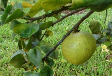 El Eje Cafetero es la principal zona productora y exportadora de cítricos en Colombia, y es región libre del HLB. Foto: ICA Colombia, cítrico, Risaralda, HBL de los cítricos, La citricultura de Risaralda libre del HLB de los cítricos, ICA, ICA certifica que los predios de Risaralda están libres de HBL de los cítricos, laboratorios del ICA, Ganadería, ganadería colombiana, noticias ganaderas, noticias ganaderas Colombia, CONtexto ganadero