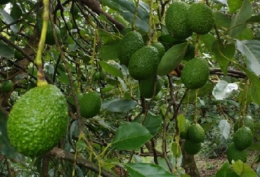 Como parte del proyecto se validarán herramientas tecnológicas para el manejo fitosanitario, poscosecha, riego y nutrición para el cultivo de aguacate Hass. Foto: Agrosavia Agrosavia, aguacate Hass, investigación en aguacate Hass en el Cauca, Sistema General de Regalías, Órgano Colegiado de Administración y Decisión (OCAD) aprobó la inversión, Fondo de Ciencia, Tecnología e Innovación del Sistema General de Regalías, proyecto “Desarrollo y validación de tecnologías para incrementar la productividad del cultivo de aguacate Hass en el departamento del Cauca”, herramientas tecnológicas para el manejo fitosanitario poscosecha riego y nutrición para el cultivo de aguacate Hass, Gan