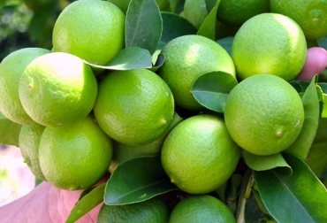 ICA y Senasa acordaron los requisitos fitosanitarios para la exportación de limas frescas procedentes de Colombia hacia Argentina. Foto: greenwest.co Colombia, Argentina, limón Tahití, Colombia podrá exportar limón Tahití a Argentina, Colombia recibió admisibilidad para exportar limón Tahití al mercado de Argentina, ICA, Senasa, Citrus aurantifolia, limón pajarito o de Castilla, firmas exportadores, la producción colombiana de limón, lima, Colombia poadá exportar lima a Argentina, Intercambio comercial, Colombia-Argentina, productos argentinos exportados a Colombia, cebada, aceite de soja, trigo, Ganadería, ganadería colombiana, noticias ganaderas, notic