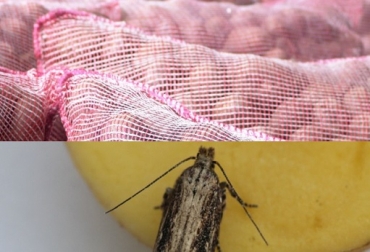Se trata de un plaguicida biológico a base de un virus que se adquiere por vía oral cuando las larvas ingieren partículas infectadas al alimentarse. Foto: Agrosavia Agrosavia, polilla de la papa, Baculovirus, polilla guatemalteca (Tecia solanivora), plaguicida biológico a base de un virus que se adquiere por vía oral cuando las larvas ingieren partículas infectadas al alimentarse, Phthorimaea operculella. Bioproducto, eficacia, alcanza el 80 % para el control de la polilla guatemalteca, además, no presenta limitaciones para aplicarlo junto a otros insumos agropecuarios en el cultivo o en la etapa de almacenamiento, ciclo biológico del insecto, Ganadería, ganadería colo