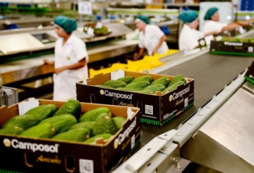 A 2025, la compañía pretende exportar 40 mil toneladas de aguacate desde el Quindío. Foto: gestion.pe. Ganadería, ganadería colombia, noticias ganaderas, noticias ganaderas colombia, CONtexto ganadero, camposol, camposol perú, aguacate, aguacate hass, aguacate eje cafetero, aguacate quindío, producción de aguacate, camposol eje cafetero