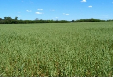 Lote con avena guacha en estado de panojamiento y sin aplicación de herbicidas. En el lote no se detectó la presencia de malezas. Foto: perulactea.com Actividad agrícola, ganadería, Actividad agrícola con ganadería, efectivo el manejo de las malezas, Actividad agrícola con la ganadería hace más efectivo el manejo de las malezas, impacto ambiental, beneficio económico, Ing. Agrónomo Ezequiel O. Marteddú, biomasa, salud del suelo, contribución en biomasa aérea y raíces para sostener la salud del suelo, menores costos, Ganadería, ganadería colombiana, noticias ganaderas, noticias ganaderas Colombia, CONtexto ganadero