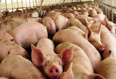 En Sucre ven con buenos ojos el crecimiento porcícola de la región. Foto: CONtexto ganadero. Ganadería, ganadería colombia, noticias ganaderas, noticias ganaderas colombia, CONtexto ganadero, porcinos, porkcolombia, porkcolombia sucre, cerdos sucre, cría de cerdos sucre, producción de cerdos sucre, sector porcícola sucre