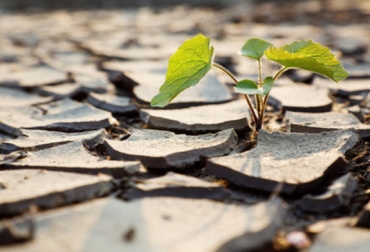 La investigación pretende prever los efectos derivados del incremento de las sequías. Foto: Agencia SINC. Centro de Estudios e Investigación para la Gestión de Riesgos Agrarios y Medioambientales, CEIGRAM, Universidad Politécnica de Madrid, cambio climático, cambio climático europa, modelos de trigo, modelos de maíz, efectos de las altas temperaturas, sequía, nature communicatios, Ganadería, ganadería colombia, noticias ganaderas, noticias ganaderas colombia, .contexto ganadero