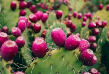 Muchos cultivos tradicionales e infrautilizados como el Nopal son ricos en micronutrientes y pueden aportar elementos esenciales para nuestras dietas, cada vez más simplificadas. Foto: FAO - ©Dmitry Sheremeta/Shutterstock. FAO, cultivos tradicionales, hambre cero, consumir cultivos tradicionales,Ganadería, ganadería colombiana, noticias ganaderas, noticias ganaderas Colombia, CONtexto ganadero