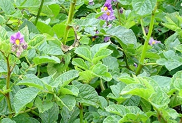 Dado que el departamento de Nariño se encuentra ubicado en zona de frontera con Ecuador y tiene 20 % de la producción nacional de papa, se considera que tiene un riesgo potencial para la presencia de la enfermedad. Foto: iniap.gob.ec Ecuador, Colombia, papa, enfermedad "punta morada de la papa", ICA, alerta temprana fitosanitaria para Colombia, Nariño, Ganadería, ganadería colombiana, noticias ganaderas, noticias ganaderas Colombia, CONtexto ganadero