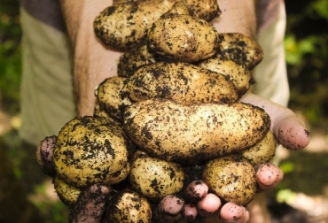 Es de vital importancia ayudar a los productores para que se preparen y adquieran el conocimiento que les permita proteger sus cultivos de manera eficiente y así contrarrestar los efectos negativos de este fenómeno”, asegura Miguel Amado, Gerente de Agronomía de Yara Colombia. Foto: Yara Colombia, Fenómeno del Niño, Yara, recomendaciones para proteger los cultivos del Fenómeno del Niño, IDEAM, suelos, los suelos presentan deficiencias de hasta un 85% en macro y micronutrientes, recomendaciones para el periodo de sequía, Precaución, preparación, nutrición, regular y mejorar el manejo del agua, Nutrición por vía foliar, Monitoreo: no pierda de vista los insectos y plagas que se pueden propagar durante esta época; aplique los tratamientos fitosanitarios que correspondan, estrés hídrico por fal