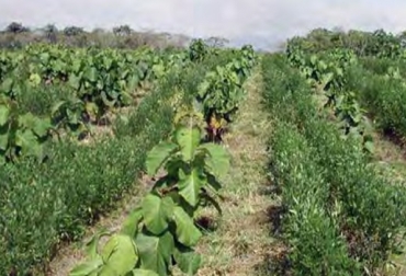Cultivo leguminoso de quinchoncho Cajanus cajan intercalado en los callejones de una plantación forestal de teca Tectona grandis con distanciamiento de 2,5 m x 4 m. Fundación Danac. Estado Yaracuy, Venezuela. Foto: E. Escalante El sistema Taungya, pequeños productores, cultivar especies agrícolas anuales entre las líneas de las plantaciones, Cómo producir cultivos agrícolas en asociación con especies maderables de alto valor, Sistemas agroforestales, cultivo en colinas”, agricultura migratoria, Venezuela, sistemas Taungya en Venezuela, Fundación Danac (Desarrollo Agrícola Naranjal A.C.), desarrollo sostenible, Sistema Agroforestal Bosque Multiespecífico para el desarrollo y estudio de sistemas de producción agroforestales bajo el