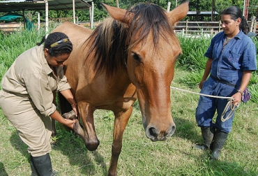 Los jóvenes con vocación agropecuaria generalmente proceden de departamentos lejanos y zonas urbanas. Foto: Agencia de Noticias UN. ganadería, ganadería colombia, noticias ganaderas, noticias ganaderas colombia, contexto ganadero, Conozca el panorama de las carreras agropecuarias en Colombia, Ministerio de Educación de Colombia, carreras agropecuarias, Agronomía, Ingeniería Agronómica, Medicina Veterinaria, Medicina Veterinaria y Zootecnia, Ciencias Agropecuarias, Universidad Nacional de Colombia, Medicina Veterinaria la otra opción para atender el campo, Escuela de Medicina Veterinaria,