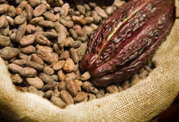 Meta quiere convertirse en un jugador importante en producción de cacao. Foto: El Heraldo. ganadería, ganadería colombia, noticias ganaderas, noticias ganaderas colombia, contexto ganadero, cacao, cacao meta, cormacarena, Universidad de la Amazonía, Ecopetrol, Acacías, Guamal, Cubarral, cacao en colombia,