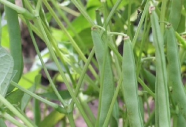 El estatus de biofortificado de este frijol lo convierte en un alimento clave para enfrentar la deficiencia nutricional que se presenta en la región del caribe seco. Informó Agrosavia, agrosavia.co Colombia, Agrosavia frijol, frijol biofortificado, productores del Caribe, Agrosavia entregó otro frijol biofortificado a los productores del Caribe, Corpoica Rojo 43, contiene mayor concentración de hierro y zinc, CIAT, Caribe seco (departamentos de Cesar, La Guajira, Magdalena y Bolívar), deficiencia nutricional, Ganadería, ganadería colombiana, noticias ganaderas, noticias ganaderas Colombia, CONtexto ganadero