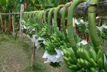 El ICA seguirá verificando la presencia o ausencia de las plagas y enfermedades que afectan plantaciones de plátano de este departamento, a fin de contribuir a la construcción de un campo con legalidad, emprendimiento y equidad. Foto: ica.gov.co Colombia, ICA, moko del plátano, Huila, problemas fitosanitarios, bacteria - Ralstonia solanacearum, erradicación de las plantas afectadas, Ganadería, ganadería colombiana, noticias ganaderas, noticias ganaderas Colombia, CONtexto ganadero