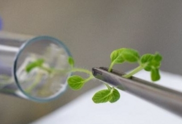 Actualmente AGROSAVIA conserva y custodia el material genético animal, vegetal y de microorganismos, los cuales tienen diferentes sistemas de conservación. Para el caso de los animales se conservan los individuos en pie, así como embriones y material reproductivo. Foto: Agrosavia Colombia, Bancos de Germoplasma, Agrosavia administrará y salvaguardará los Bancos de Germoplasma de la Nación, ICA, Contexto ganadero, noticias ganaderas, Germoplasma