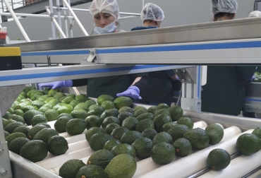 La multinacional neozelandesa pretende seducir a más empresarios del agro colombiano. Foto: Cortesía. Ganadería, ganadería colombia, noticias ganaderas, noticias ganaderas colombia, CONtexto ganadero, Sonsón, westfalia, westfalia colombia, aguacate hass, aguacate hass a sonsón, jacinto trigo