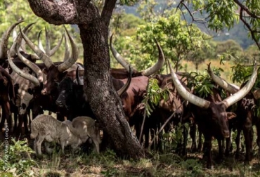 Al incrementar la eficiencia en el uso de los recursos, la producción integrada puede contribuir a lograr los objetivos de la agricultura climáticamente inteligente. Foto: FAO FAO, agricultura climáticamente inteligente, ganadería, agricultura, pesca acuicultura climáticamente inteligentes, diversificación de los recursos y los ingresos asociados con la producción integrada, efectos del cambio climático, Contexto ganadero, noticias ganaderas, vacas, ganadería