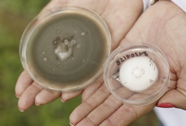 Estos hongos tienen múltiples propiedades medicinales como antibióticos y anticancerígenos. Foto: UDES. Ganadería, ganadería colombia, noticias ganaderas, noticias ganaderas colombia, CONtexto ganadero, Hongos, hongos endófitos, fármacos, bioinsecticidas, Universidad de Santander, UDES, Beatriz E. Guerra S, grupo Biotecnología Agroambiente y Salud- Microbiota, microbiota udes