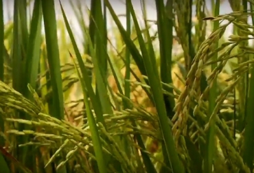 Los arroceros que se apunten al Plan de Ordenamiento de la Producción tendrán acceso a créditos en condiciones especiales para la siembra, y además tasa subsidiada con las líneas A Toda Máquina y Coseche, Venda Fija. Foto: Youtube Colombia, arroz, plan de ordenamiento de la producción de arroz para 2019, condiciones especiales para la siembra y además tasa subsidiada con las líneas A Toda Máquina y Coseche, Venda Fija y a todos los instrumentos que el Gobierno ha dispuesto para apoyar esta política, Contexto ganadero, noticias ganaderas, agricultura
