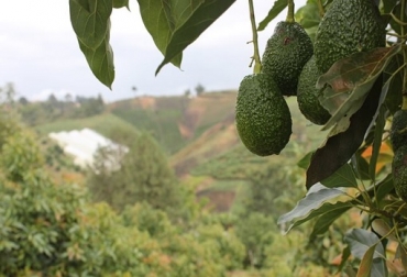 El proceso debe apoyarse en las entidades de investigación, a fin de determinar los mejores ecotipos de aguacate criollo, para luego propagarlos vegetativamente. Foto: ICA Colombia, Santander, aguacate criollo, muerte de arboles de aguacate criollo, ICA recomienda modernizar y tecnificar plantaciones de aguacate criollo, contexto ganadero, noticias ganaderas, agricultura