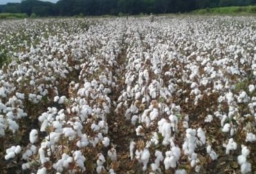 A partir del 15 de febrero se dará inicio a la temporada de cultivo de algodón en los departamentos del Tolima, Huila y Valle del Cauca. Foto: ICA Colombia, algodón se inicia siembra de algodón en el centro del país, Basf, Basf organiza la primera feria de algodón en El Espinal, En El Espinal se realizará la Primera Feria Algodonera “La Fibra que Impulsa mi Región”, contexto ganadero, noticias ganaderas, agricultura
