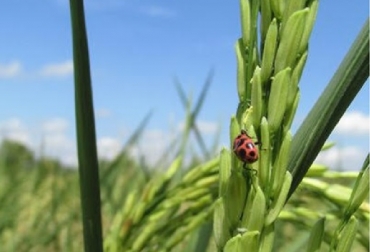 “El uso de semilla certificada es el primer paso de todo un componente tecnológico, que nos ha demostrado sustancial reducción de costos y mayor productividad”, indicó Rafael Hernández, gerente general de Fedearroz. Foto: ICA Colombia, Arroz, semilla de arroz ilegal, Semilla ilegal “plaga” devastadora para los arroceros, ICA, Fedearroz, Acosemillas, semilla certificada, CONtexto ganadero, noticias ganaderas, agricultura