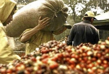 Dignidad agropecuaria busca apoyo del gobierno con el fin de mitigar problemas que presenta el sector cafetero. Foto: diario del Huila Movimiento campesino, movimiento, campesino, fondo, Plan, desarrollo, nacional, plan nacional desarrollo, Gobierno Nacional, Ministerio Agricultura, ministerio, cafetero, agropecuaria, dignidad, necesidad, estados unidos, dificultades, ingreso, corporaciones, monopolios, CONtexto ganadero, ganaderos colombia, noticias ganaderas colombia