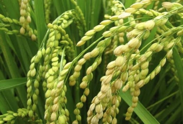 Medidas buscan favorecer el sector arrocero. Foto: Diario la Economía Arroz, gremio, gerente, Hernández, agricultor, adquirir, crédito, deuda, finagro, banco agrario, cluster, línea, maquina, finca, lote, ICA, respuesta, positiva, ganaderos, arrocero, medidas, CONtexto ganadero, ganaderos Colombia, noticias ganaderas Colombia