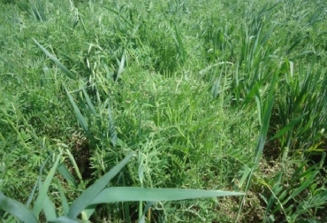 Es posible reducir la cantidad de especies de malezas respecto del barbecho, modificando también la densidad relativa de cada una de ellas”, analizó Valeria Gianelli, especialista en control de malezas del INTA Balcarce. Foto: intainforma.inta.gov.ar Argentima, INTA, cultivos de servicios, gramineas, INTA Balcarce, leguminosas, malezas, Universidad Nacional de Mar del Plata, Contexto ganadero, noticias ganaderas, agricultura