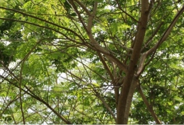 Entre las investigaciones que está ejecutando la Corporación en la actualidad, se estudia el comportamiento de 42 especies maderables en diferentes regiones del país con el fin de disponer información que permita orientar a los productores.. Foto: Agrosavia Colombia, Agrosavia, forestería, cambio climático, investigaciones de Agrosavia, comportamiento de 42 especies maderables , investigación en el manejo de algunos insectos plaga que afectan las plantaciones forestales, investigación en el manejo de algunos insectos plaga, CONtexto gandero, noticias ganaderas, investigación