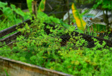 El desarrollo de este proceso de Forestería Comunitaria, puede escalar a ser un modelo de empresa forestal basado en la asociatividad y la cadena de valor. Foto: FAO flickr.com Forestería comunitaria, FAO Colombia, modelo de Manejo Forestal sostenible a través de la Forestería Comunitaria, proyecto piloto de forestería comunitarias, CONtexto ganadero, noticias ganaderas colombianas, forestería
