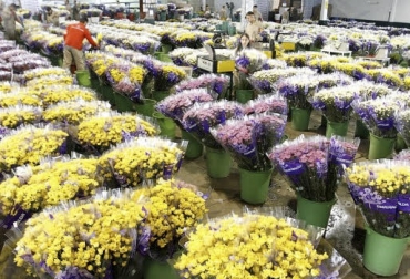 El sector floricultor es uno de los que más genera empleo rural. Foto: elcolombiano.com Flores, mercados, China, Inglaterra, Japón, Ecuador, Estados Unidos, floricultor, exportación, retos, exportó, laboral, trabajo, presidente, Duque, Solano, importaciones, calidad, economía, naranja, CONtexto ganadero, ganaderos Colombia, noticias ganaderas Colombia