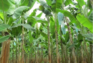 Es necesario iniciar programas de selección y multiplicación de semilla de plátano, expresó Julio Jairo Becerra, investigador del Centro de Investigación La Libertad. Foto: ICA Colombia, plátano, conclusiones III Foro departamental del Cultivo de Plátano, Agrosavia, CONtexto ganadero, noticias ganaderas colombianas, agricultura, plátano